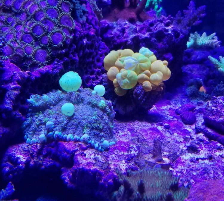 norcal-corals-photo